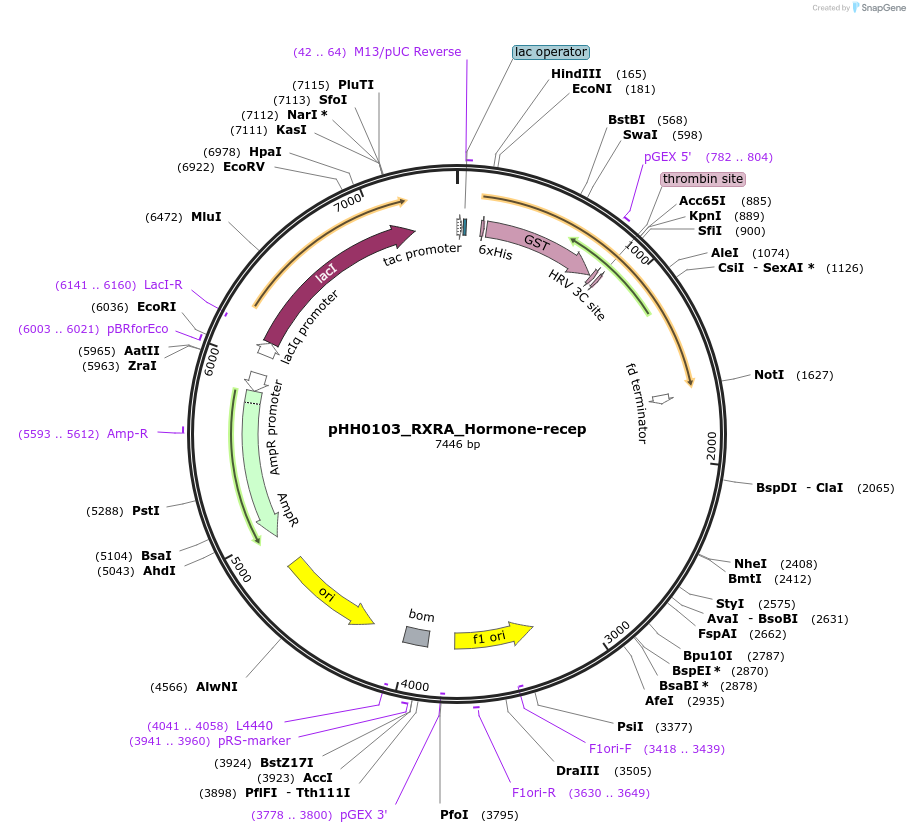 109850-plasmid-map-sequence-id-214854