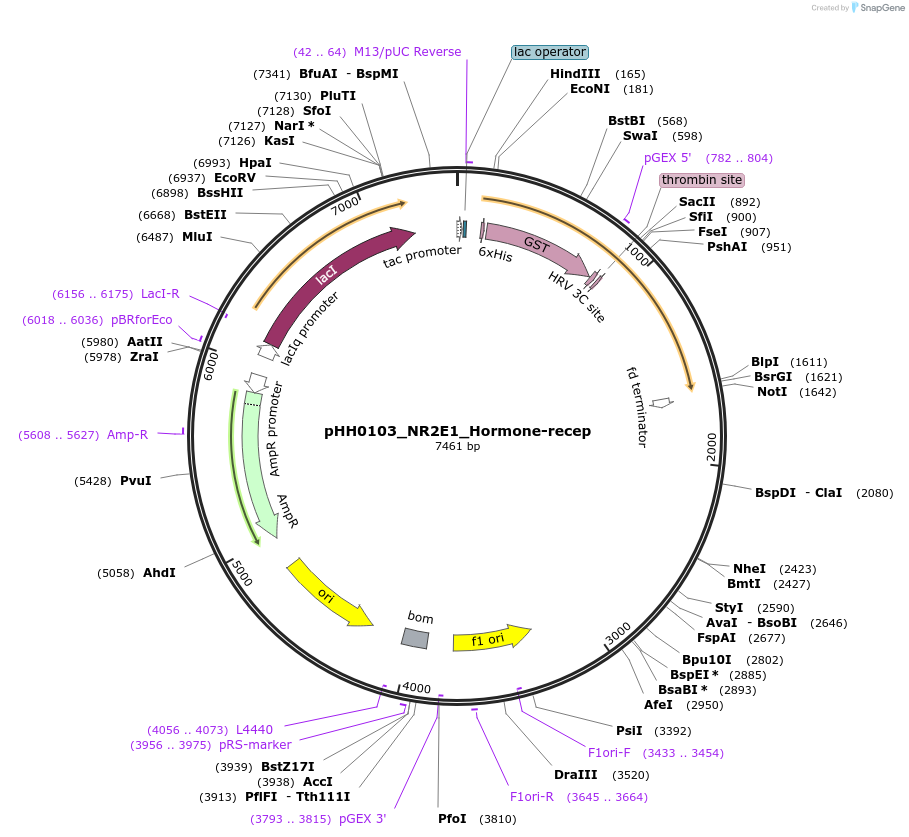 109851-plasmid-map-sequence-id-214855
