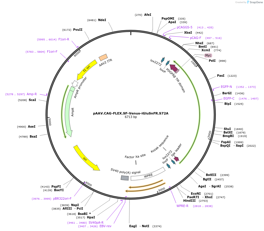 106191-plasmid-map-sequence-id-214865