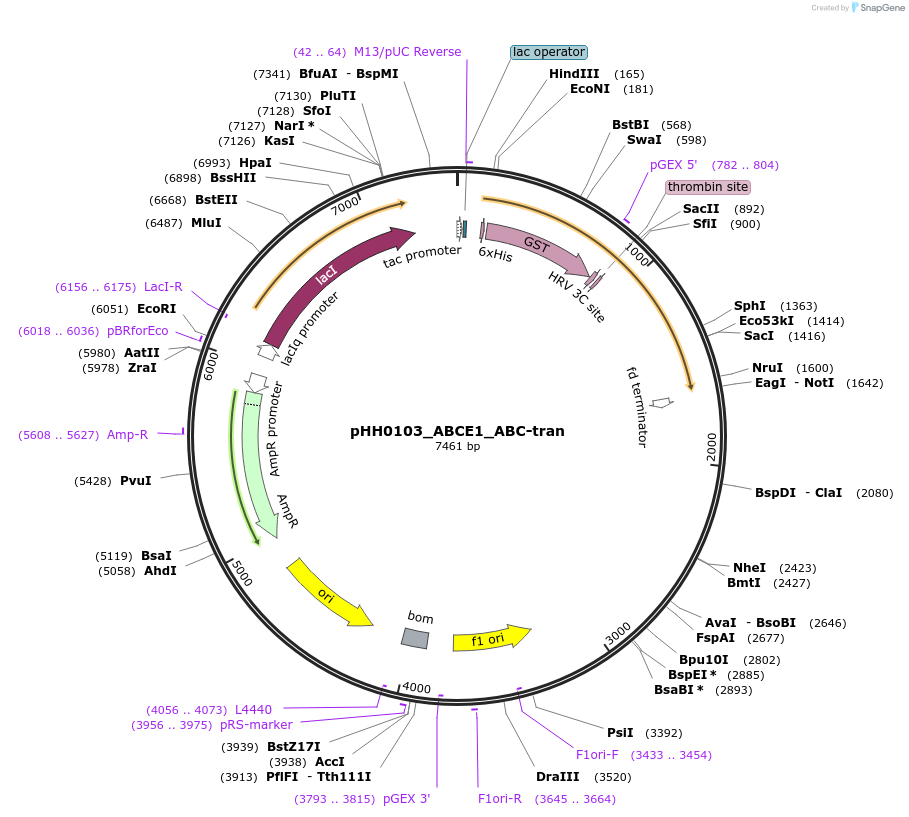 109853-plasmid-map-sequence-id-214868