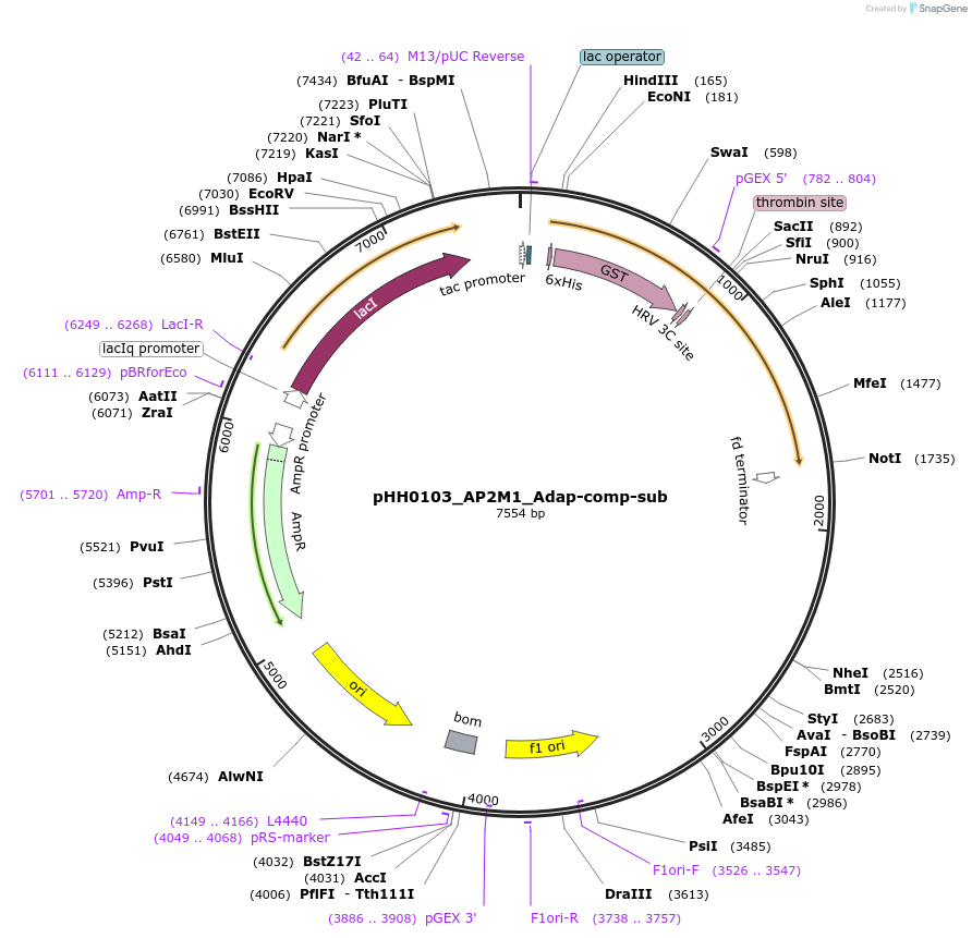 109855-plasmid-map-sequence-id-214875