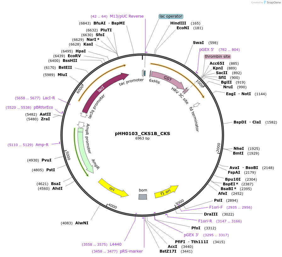 109859-plasmid-map-sequence-id-214880