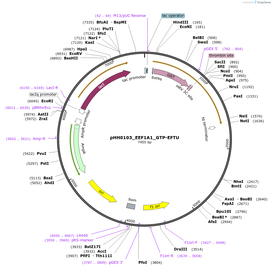 109861-plasmid-map-sequence-id-214883