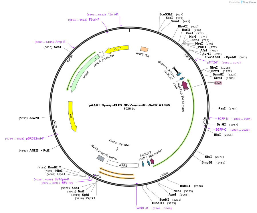 106184-plasmid-map-sequence-id-214885
