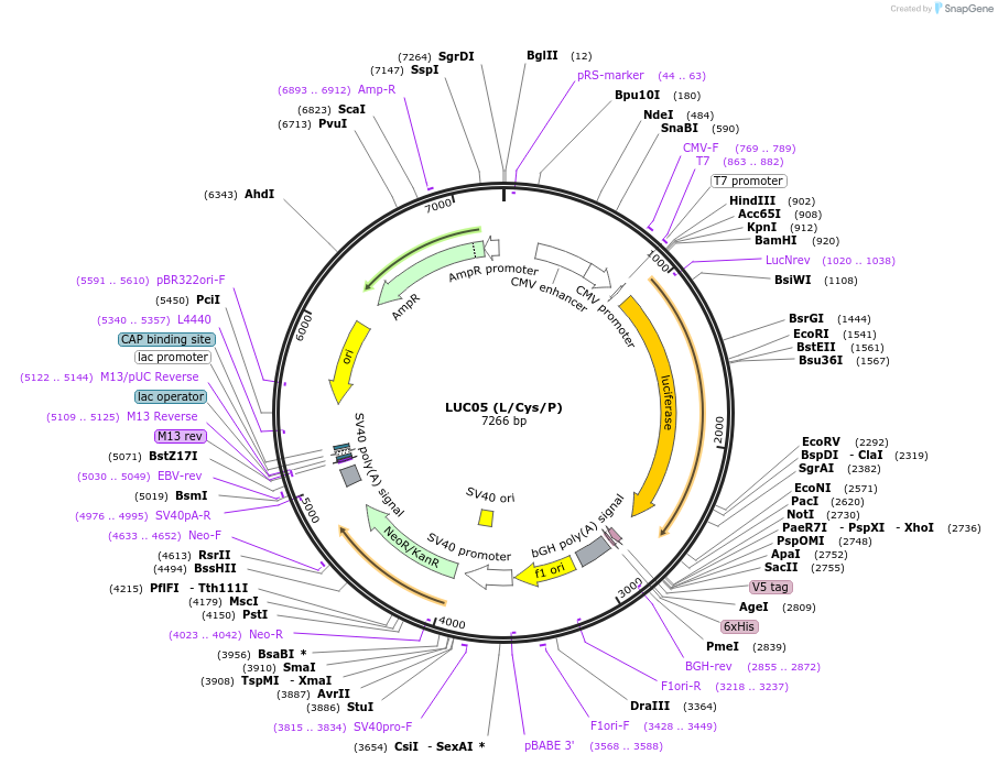 112146-plasmid-map-sequence-id-214888