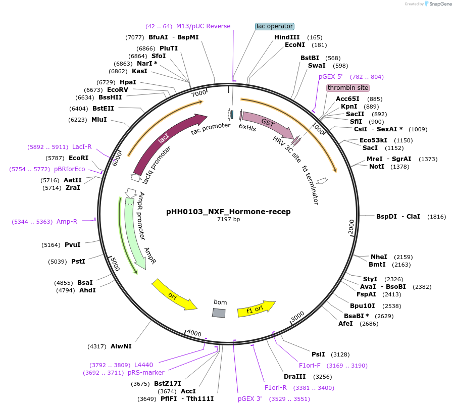 109869-plasmid-map-sequence-id-214895