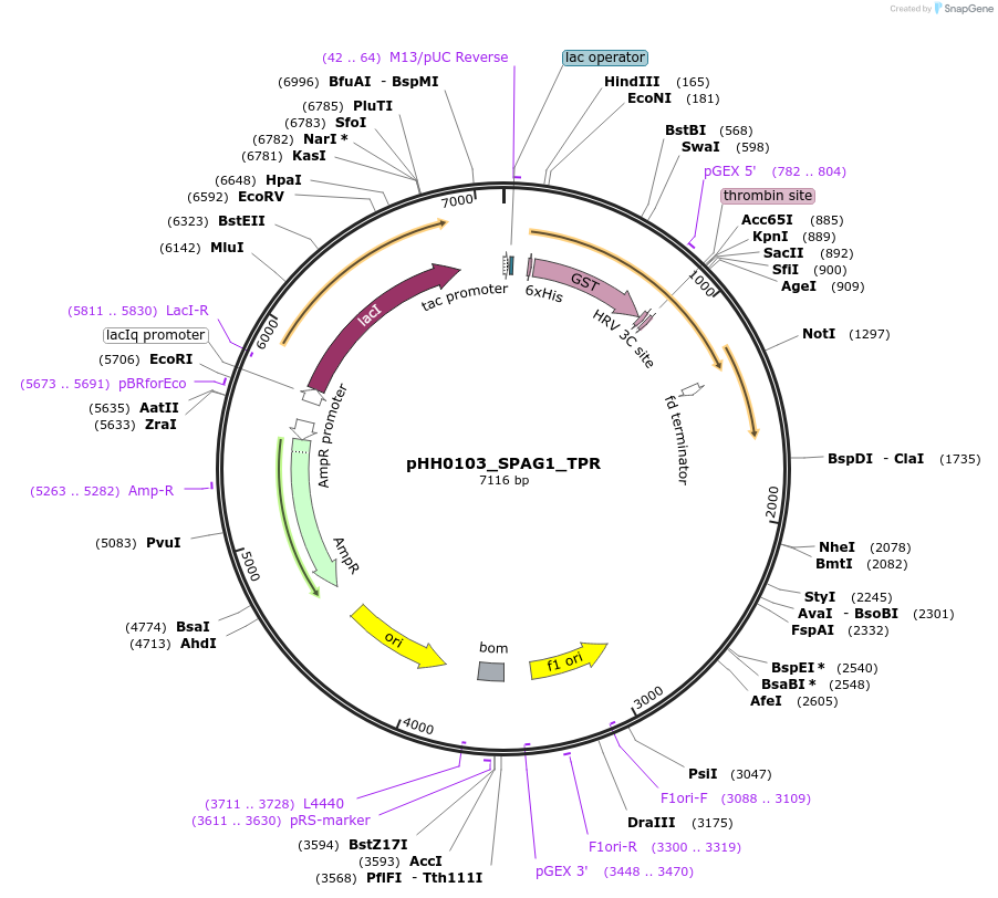 109873-plasmid-map-sequence-id-214899
