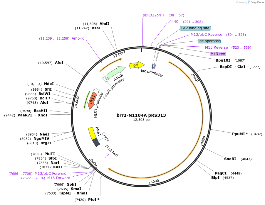 111414-plasmid-map-sequence-id-214906