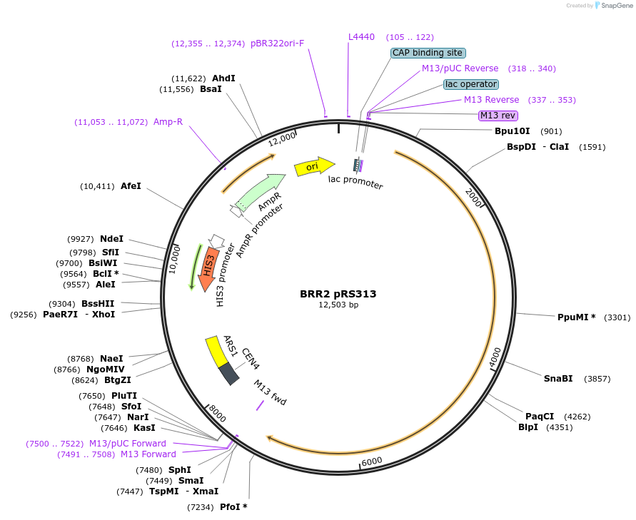 111411-plasmid-map-sequence-id-214908