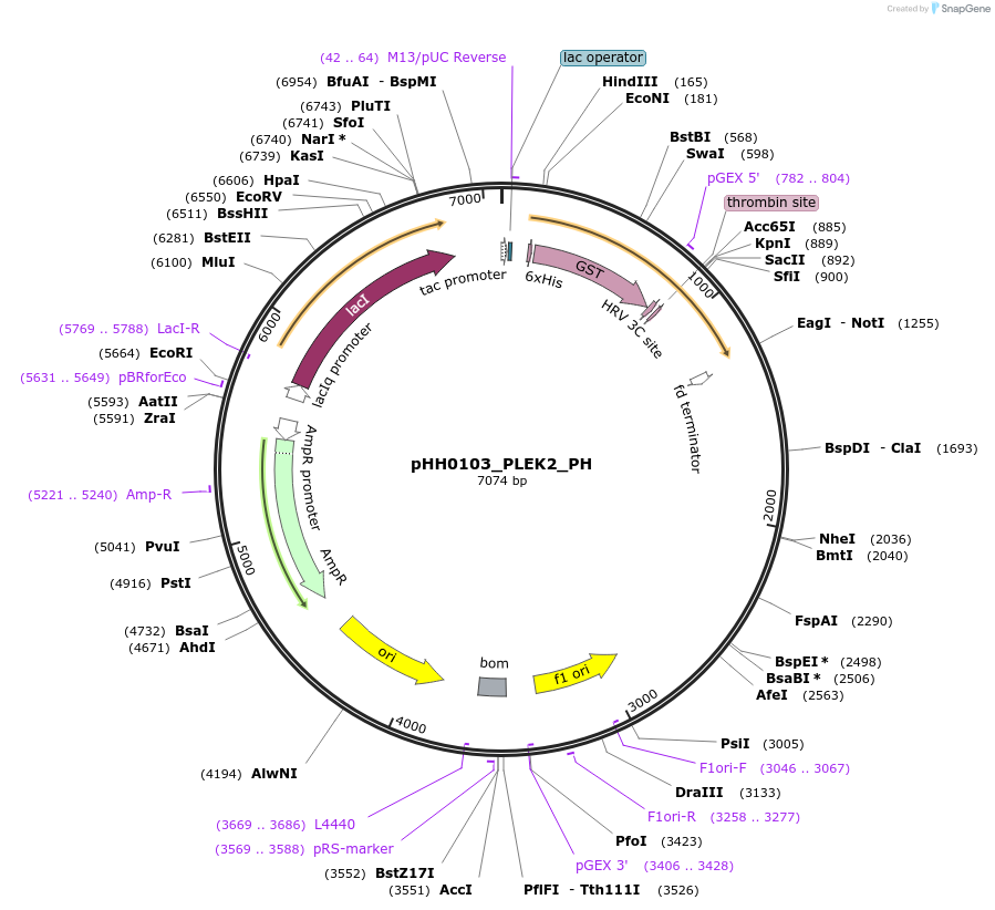 109879-plasmid-map-sequence-id-214914