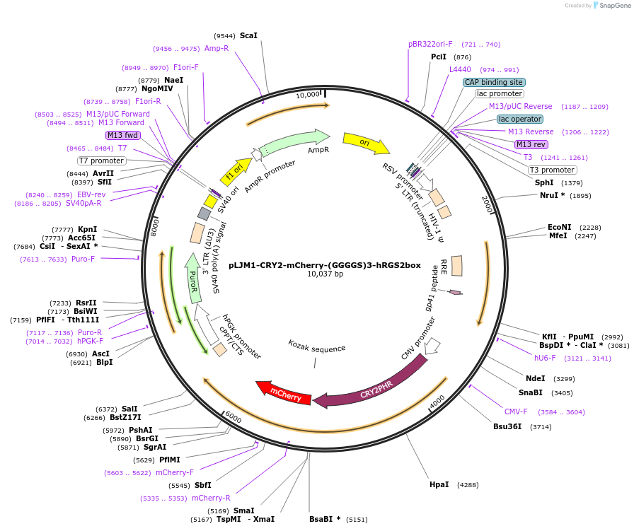 112257-plasmid-map-sequence-id-214918