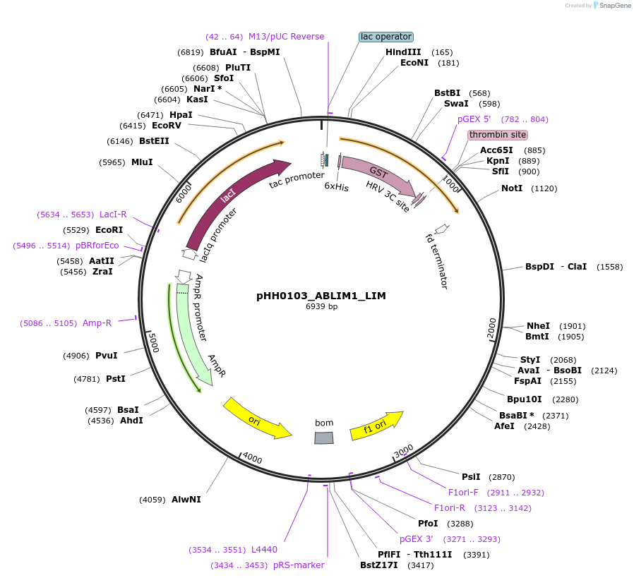 109880-plasmid-map-sequence-id-214919