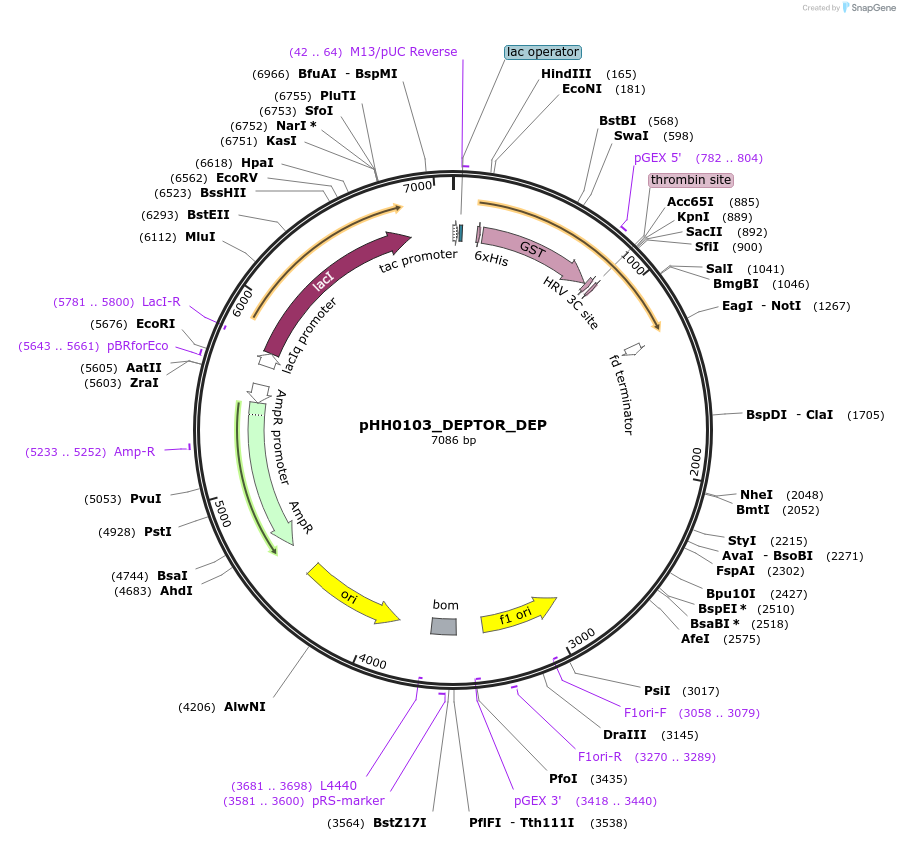 109882-plasmid-map-sequence-id-214921