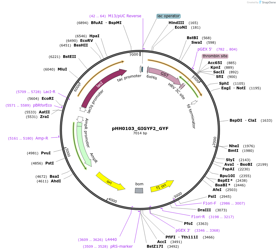 109889-plasmid-map-sequence-id-214927