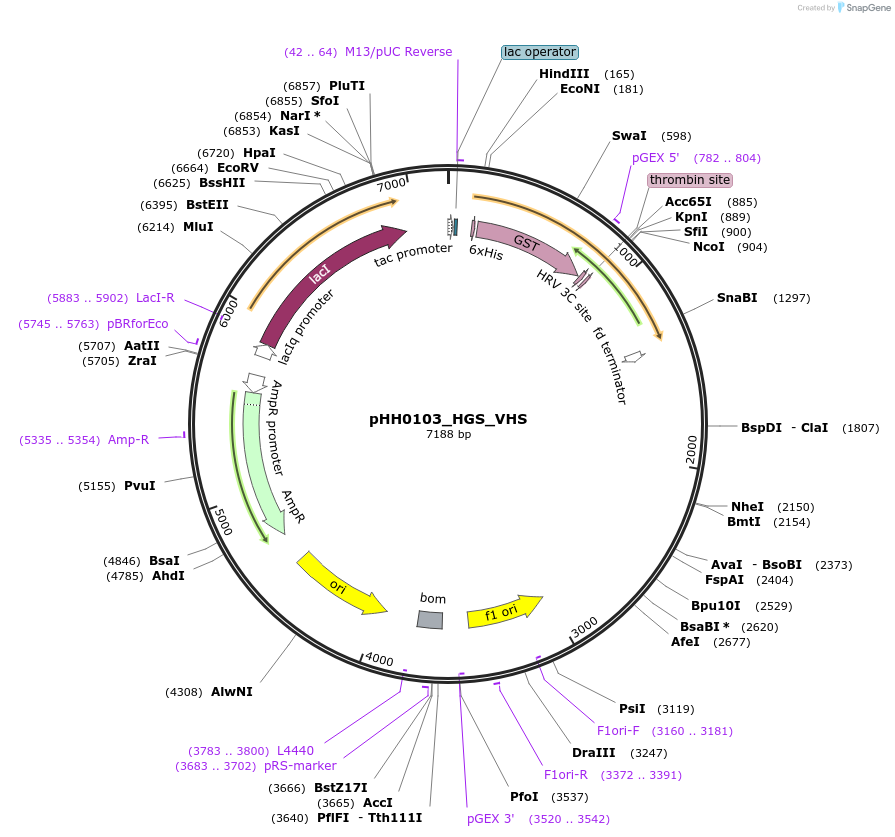 109890-plasmid-map-sequence-id-214928