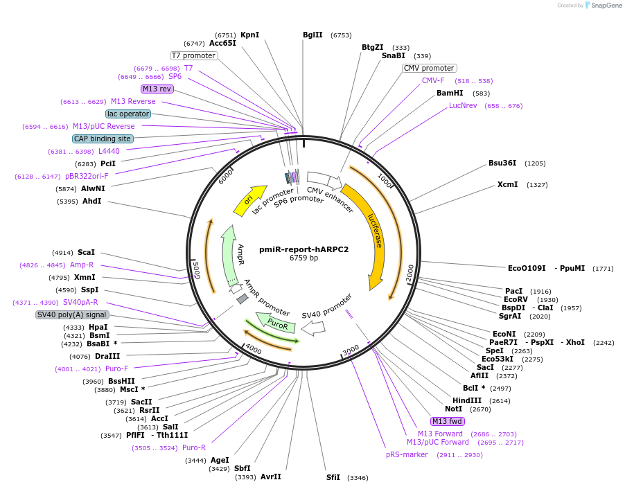 112549-plasmid-map-sequence-id-214936