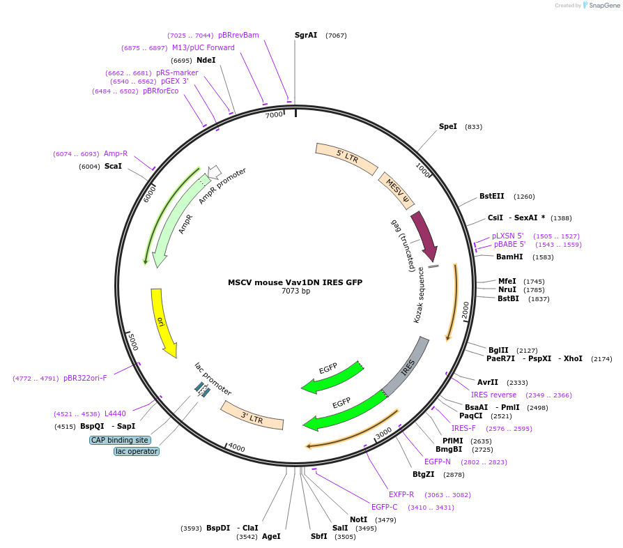 107092-plasmid-map-sequence-id-214942
