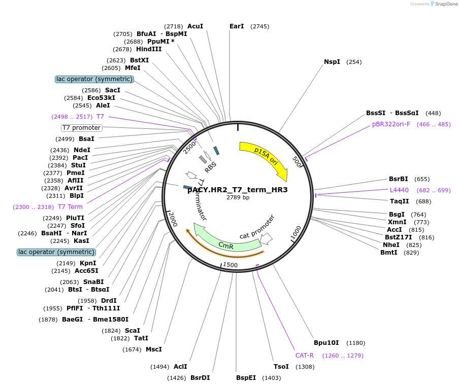 111984-plasmid-map-sequence-id-214951