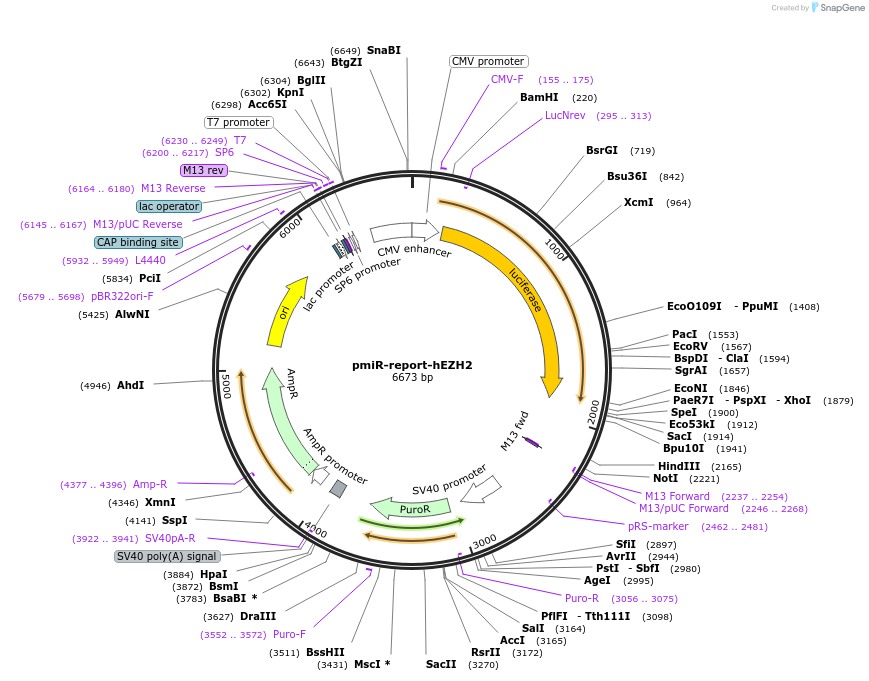 112543-plasmid-map-sequence-id-215000