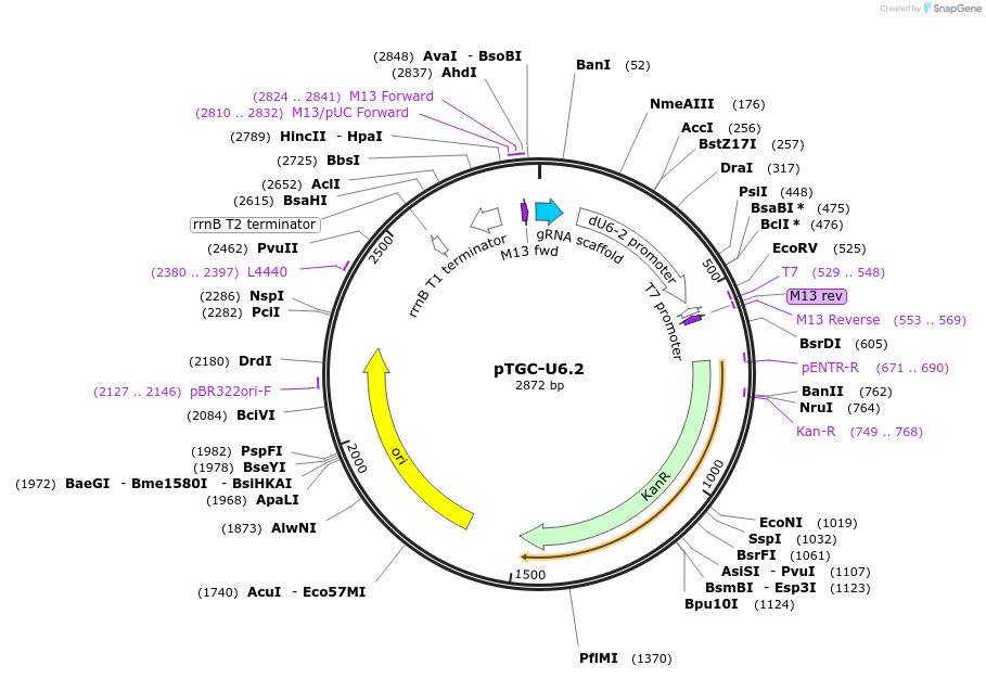 112809-plasmid-map-sequence-id-215033