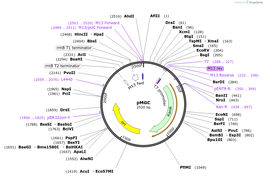 112812-plasmid-map-sequence-id-215034