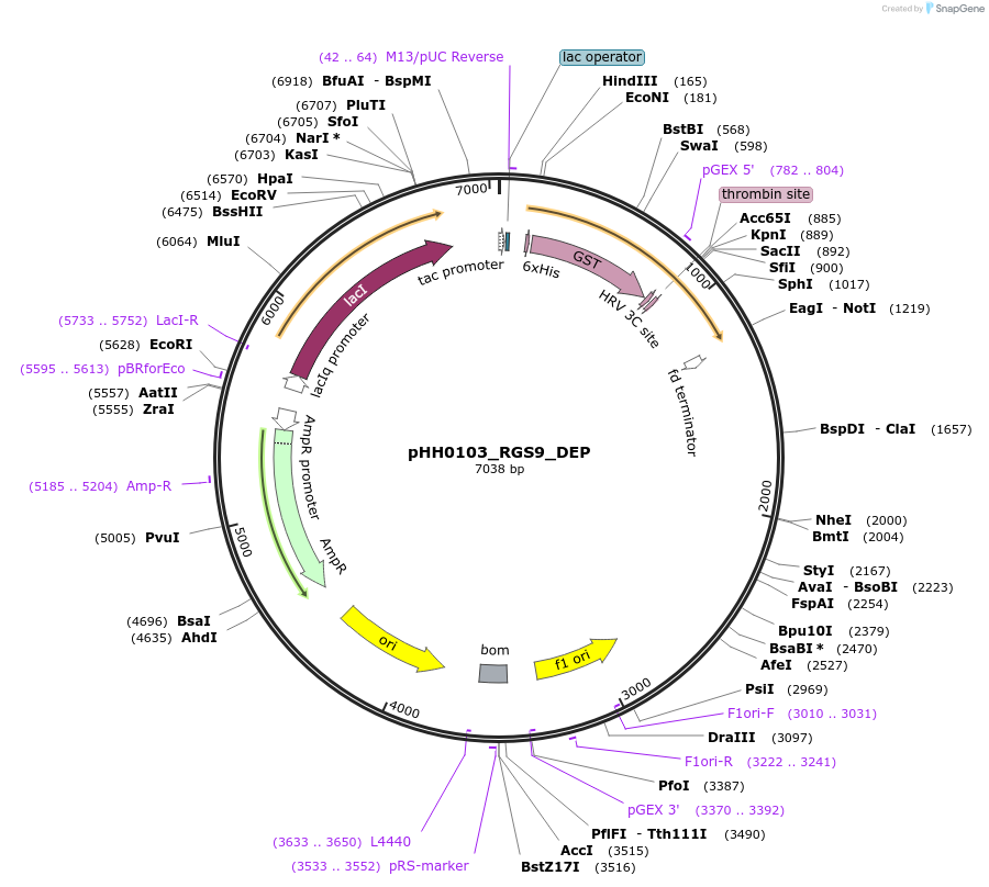 109898-plasmid-map-sequence-id-215043