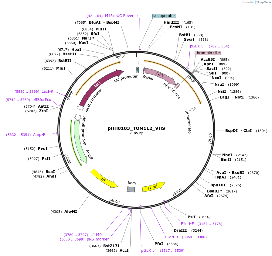 109901-plasmid-map-sequence-id-215045