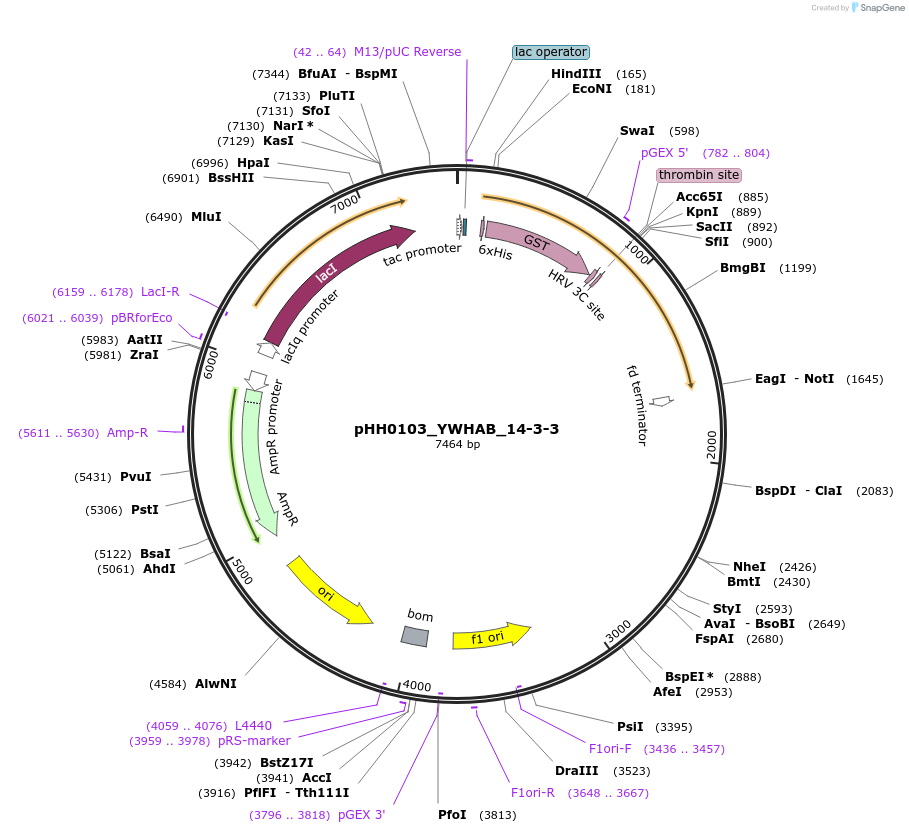 109904-plasmid-map-sequence-id-215048