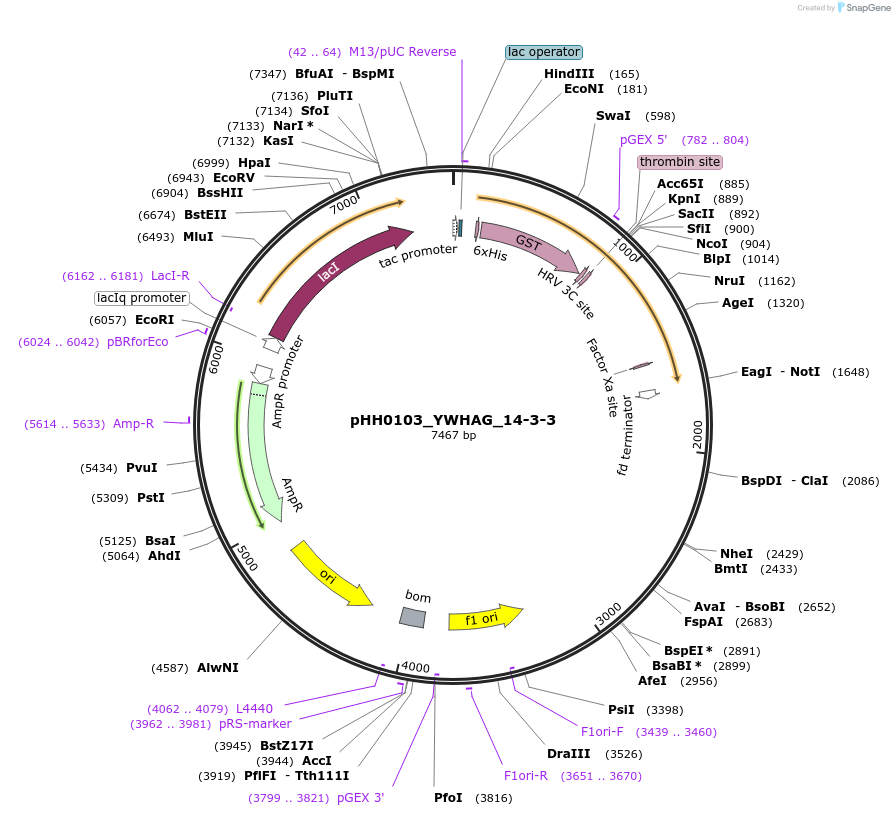 109905-plasmid-map-sequence-id-215049