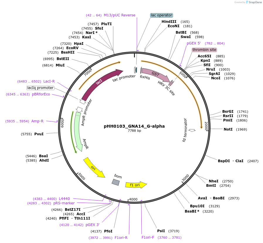 109914-plasmid-map-sequence-id-215060