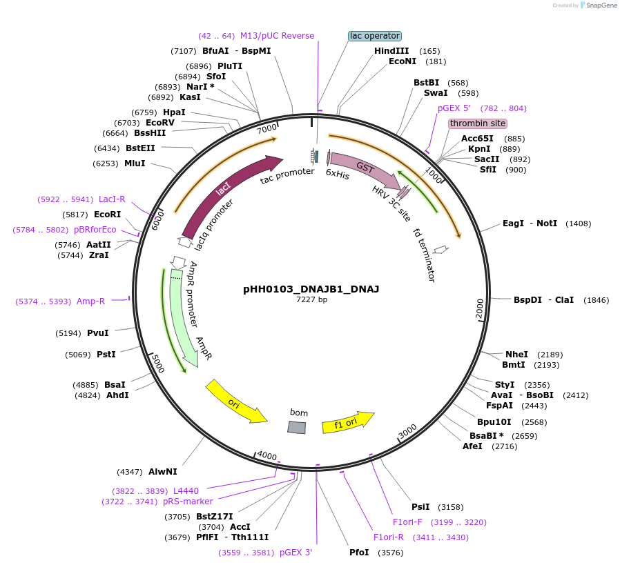 109918-plasmid-map-sequence-id-215063