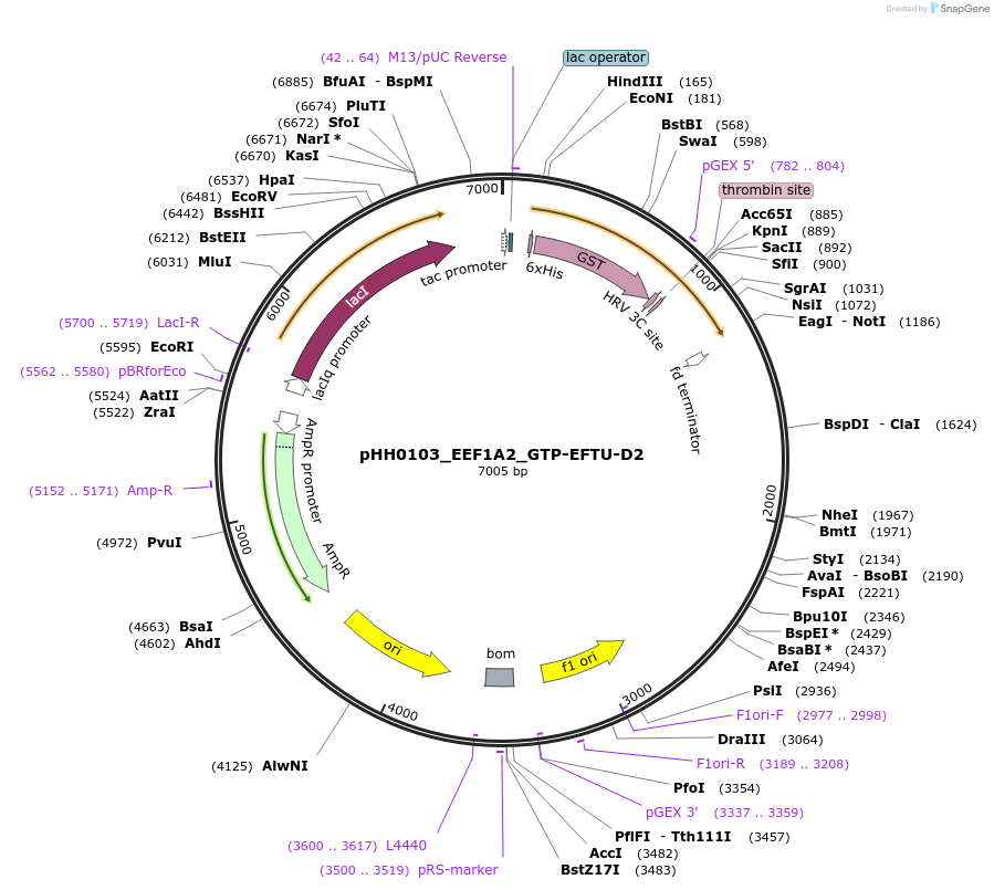 109919-plasmid-map-sequence-id-215064