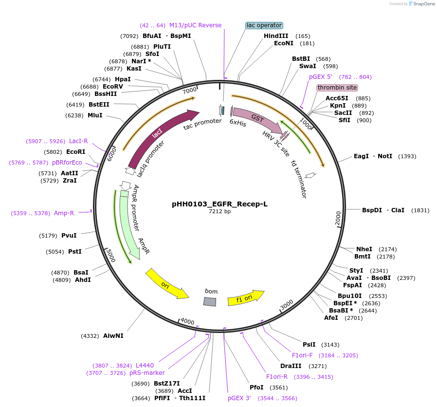 109920-plasmid-map-sequence-id-215067