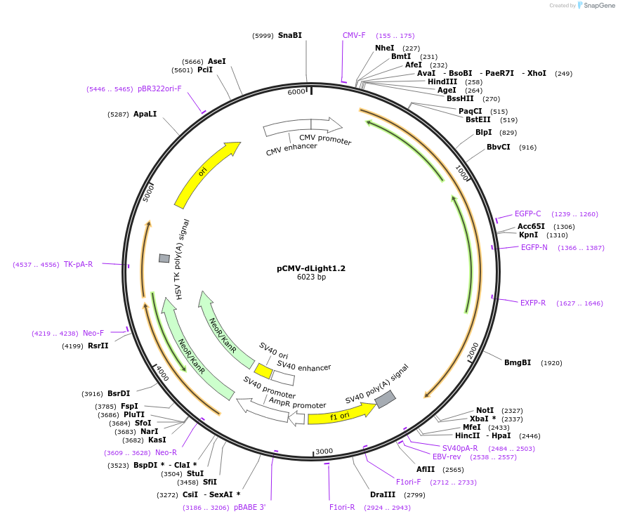 111054-plasmid-map-sequence-id-215080