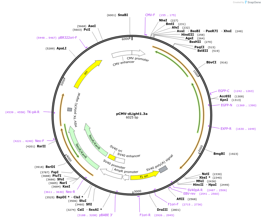 111055-plasmid-map-sequence-id-215081