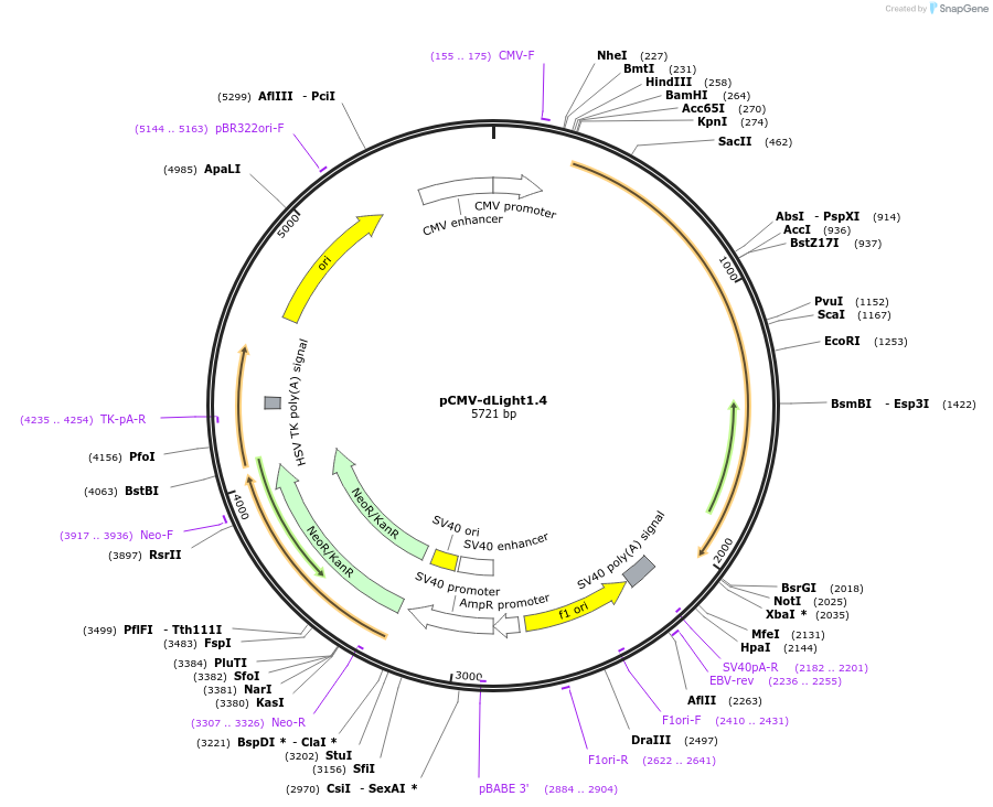 111057-plasmid-map-sequence-id-215083