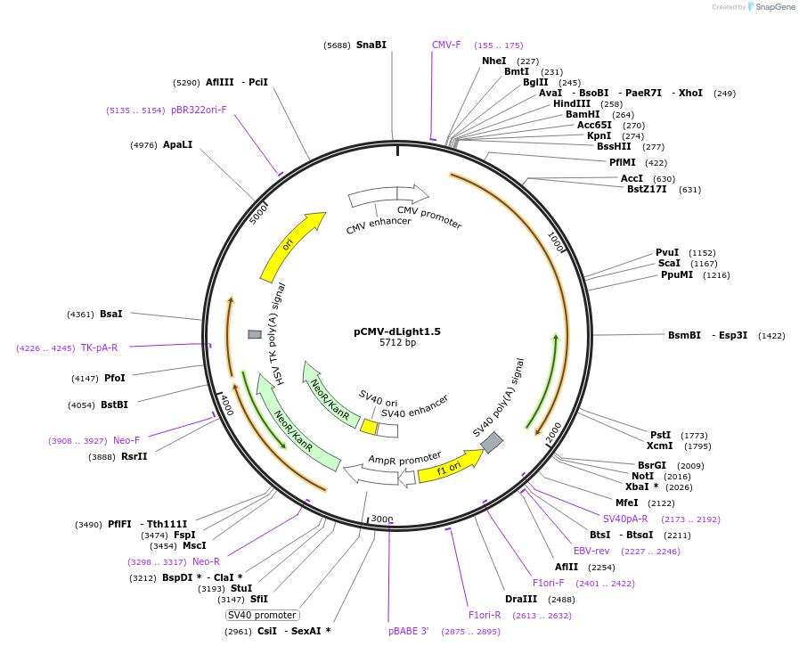 111058-plasmid-map-sequence-id-215084