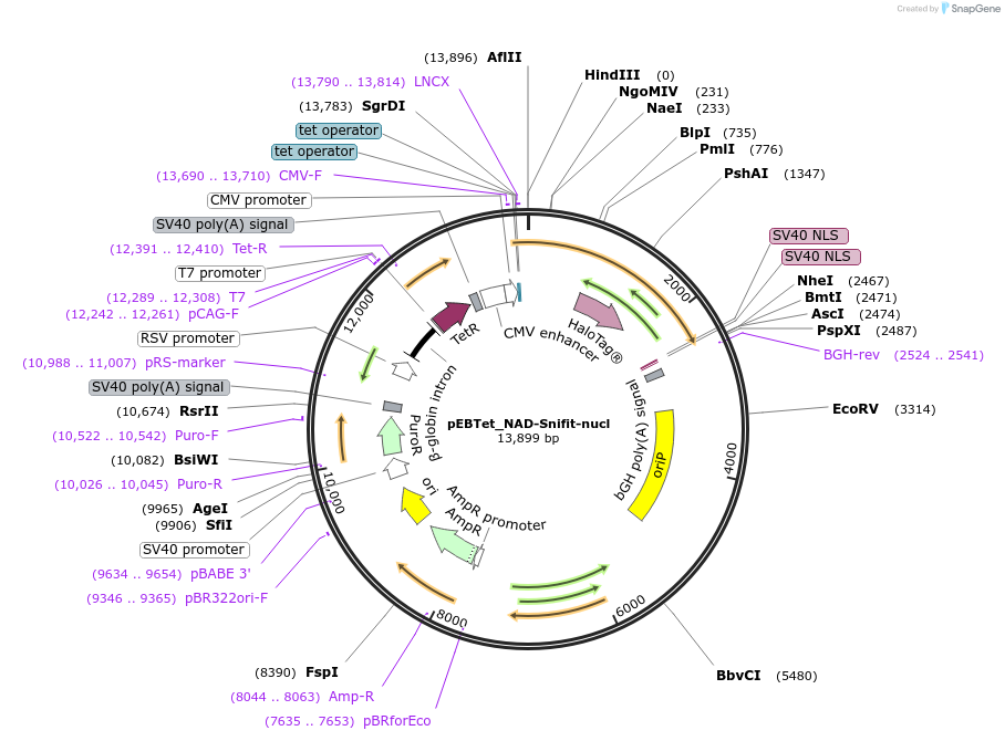 113915-plasmid-map-sequence-id-215098