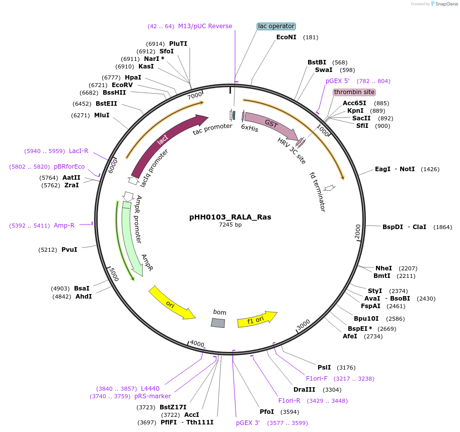 109928-plasmid-map-sequence-id-215108