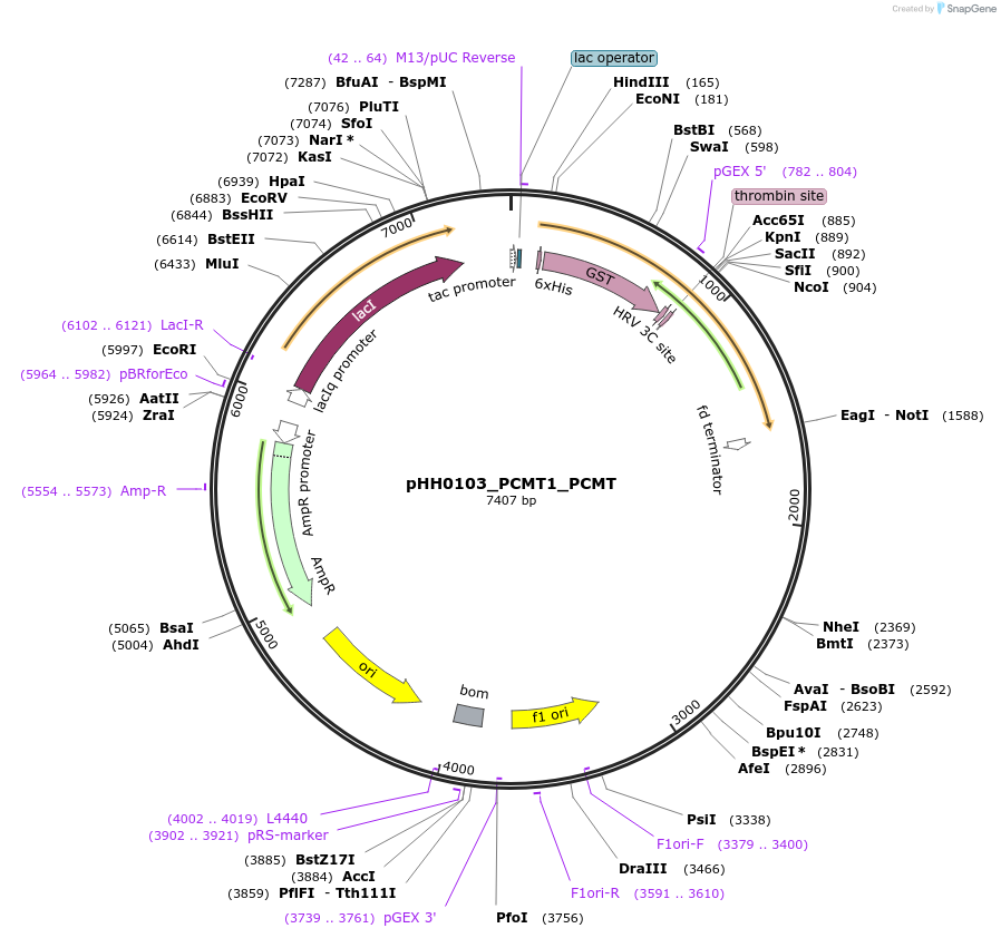 109932-plasmid-map-sequence-id-215111