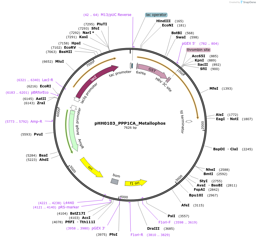 109934-plasmid-map-sequence-id-215113