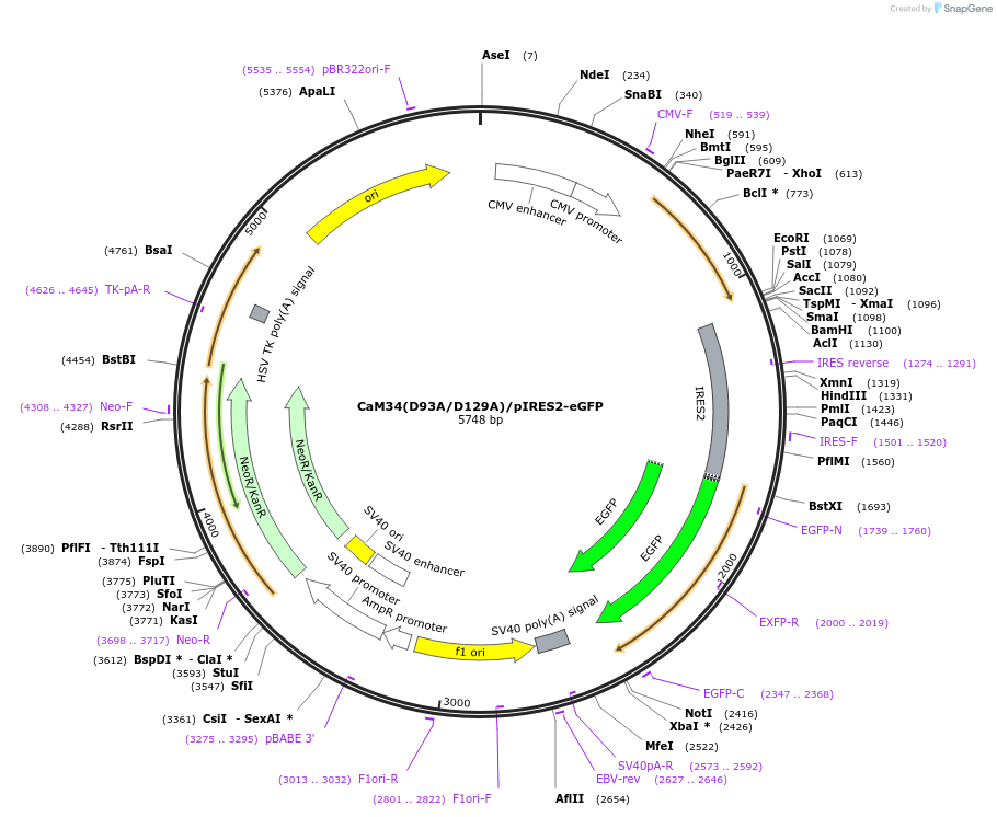 111517-plasmid-map-sequence-id-215125