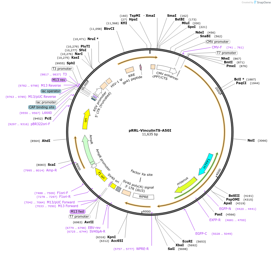 111831-plasmid-map-sequence-id-215140