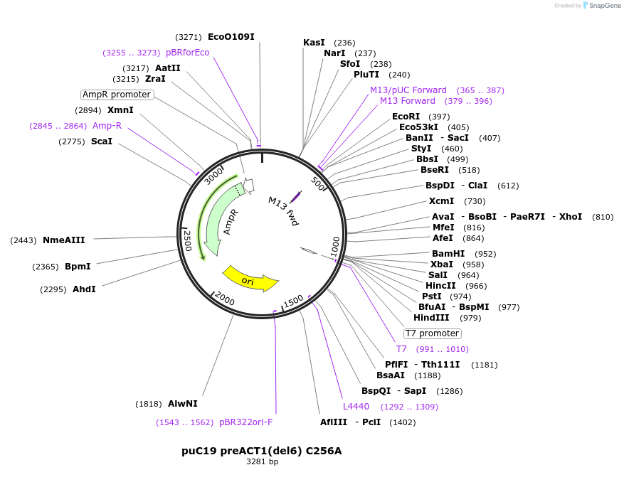 111331-plasmid-map-sequence-id-215146