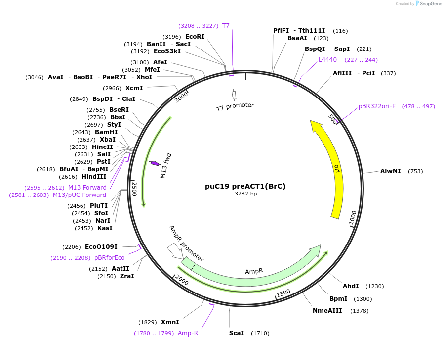 111325-plasmid-map-sequence-id-215147