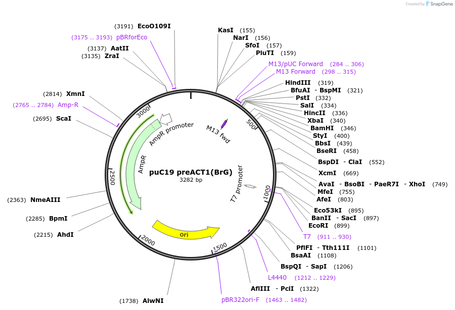 111326-plasmid-map-sequence-id-215149