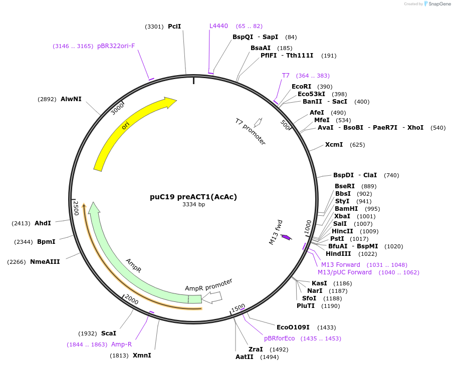 111327-plasmid-map-sequence-id-215150