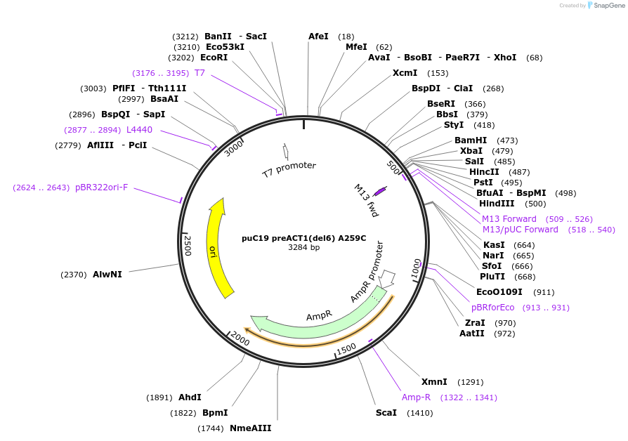 111329-plasmid-map-sequence-id-215152