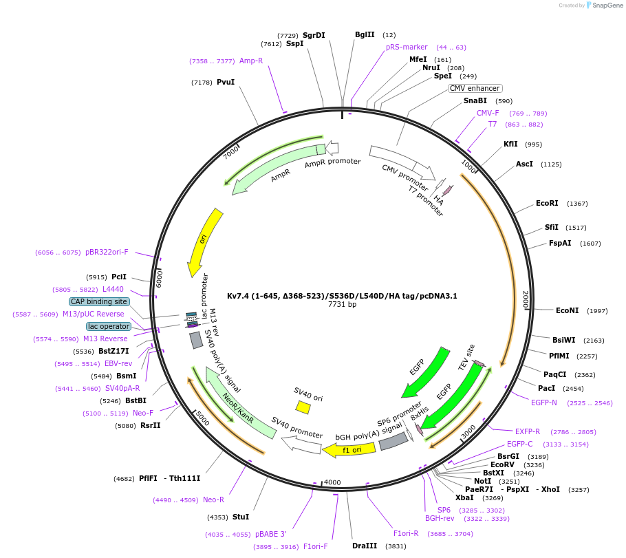 111497-plasmid-map-sequence-id-215153