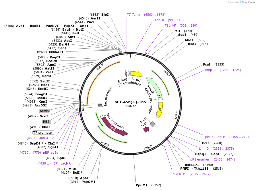 112112-plasmid-map-sequence-id-215158
